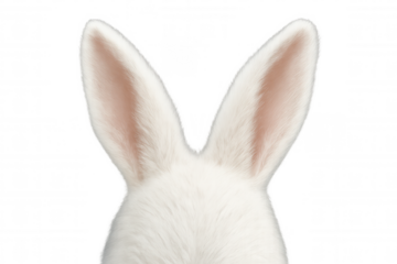 White easter bunny ears partially visible, emerging against transparent background with playful, whimsical mood