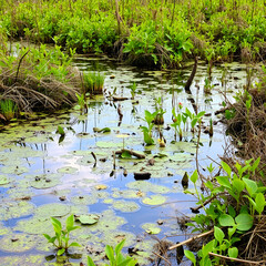 Wetlands - natural wet environment with water and natural flora overgrowth