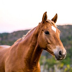 Obraz premium Horse portrait in natural light