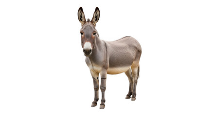A standing grey donkey with long ears and dark eyes looking directly at the camera against a black background