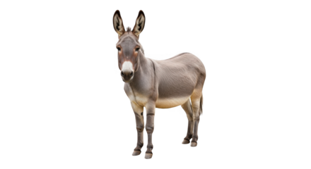 A standing grey donkey with long ears and dark eyes looking directly at the camera against a black background