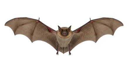 Obraz premium Majestic Flying Mammal with Extended Wings in Mid Air