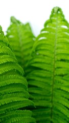 Lush fern fronds