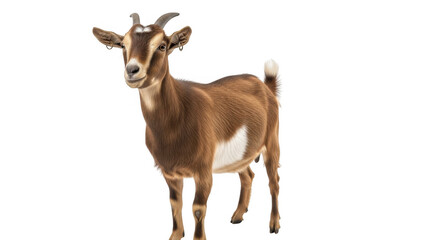 Fototapeta premium A Beautiful Brown Goat Standing Proudly with its Horns and White Patches on a Transparent Background