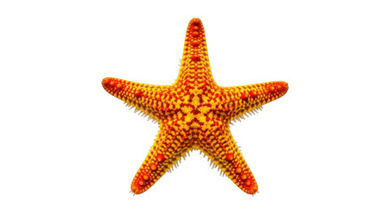 A vibrant orange and yellow starfish with five pointed arms displays a textured surface and a fuzzy white fringe along its edges isolated on a black background