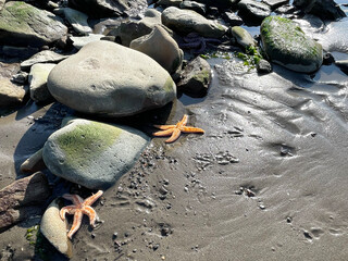 Fragment of the sandy seabed at low tide in Patroclus Bay in Vladivostok in autumn