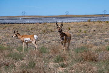 Pair of Pronghorn Antelopes in Desert Grassland