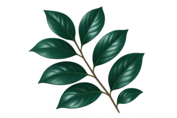 Verdant leaf with prominent veining, delicately hanging from slender branch, transparent backdrop highlighting botanical detail