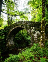 Lush forest bridge, green foliage