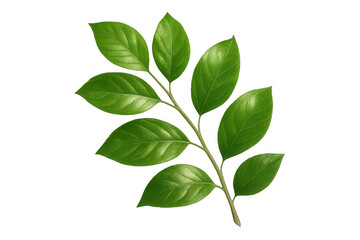 Green leaves branching vibrantly, pristine transparent backdrop enabling smooth digital design integration and composition