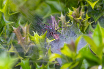  Grass spider (Agelenopsis) on its web, woven on a bush