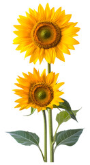 Obraz premium Two sunflowers isolated on transparent background