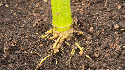 Macro of a plant stem and roots growing in rich soil