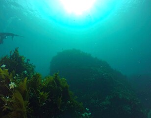 Underwater kelp forest scene