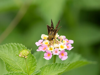 ランタナの蜜を吸うイチモンジセセリ