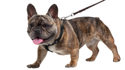 Brindle French Bulldog walking on leash, isolated on white background.