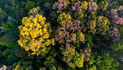 A vibrant aerial perspective of a lush forest, showcasing a variety of tree colors and textures.
