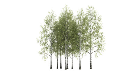 Group of Isolated Birch Trees Illustration