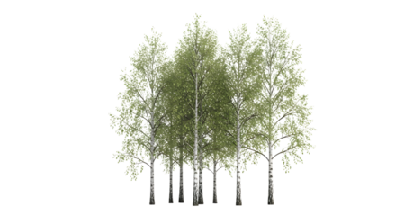 Group of Isolated Birch Trees Illustration