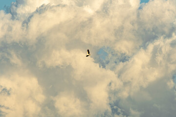 Sea Eagle soars high in the sky at sunset above Byron Bay, New South Wales, Australia, with dramatic golden clouds in the background.