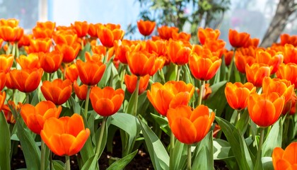 Vibrant orange tulips bloom in a garden bed, showcasing a cheerful and colorful display.