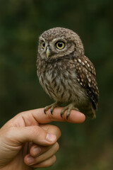 photo of a cute baby owl perched on the index finger