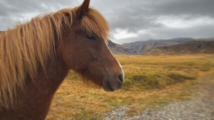 Obraz premium Icelandic Horses and Sheep Detail