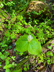 White Trillium Blossom