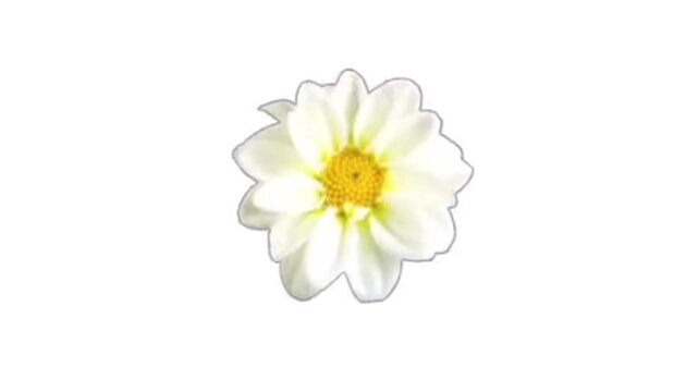 White flower blossom isolated on white background
