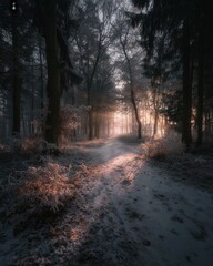 Obraz premium Peaceful snowy forest with sunlight streaming through tall trees and untouched fresh snow captured in photorealistic clarity.