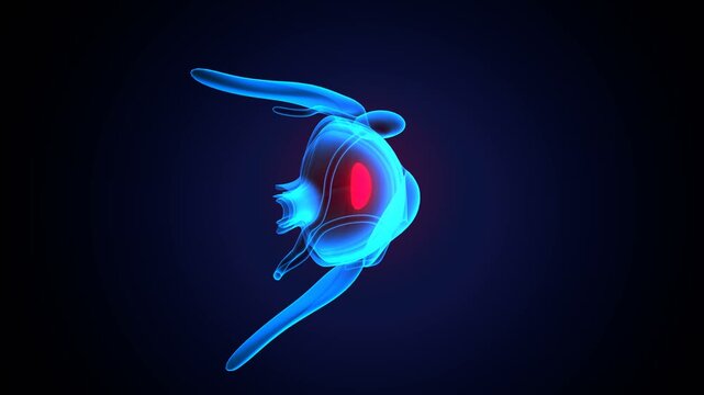 human eye retina and cornea, anatomy. 3d render