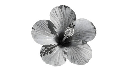 Fototapeta premium Black and White Hibiscus Flower Close-Up
