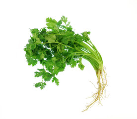 fresh green cilantro isolated on white background