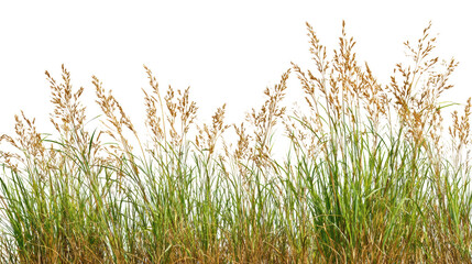 Fototapeta premium Tall grass with golden tips against a white isolated background.