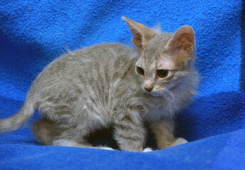 a small kitten with unusual wavy fur of a gray-beige shade.  