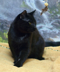 A black cat with shiny, thick fur and expressive yellow eyes. 