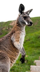 Fototapeta premium A kangaroo stands on a grassy hill, alert and facing right, with a blurred background