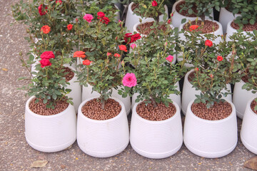 Multicolored colorful rose flower blooming in white pots