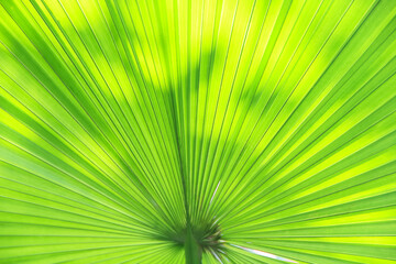Natural green palm leaf background with reflection from sunlight