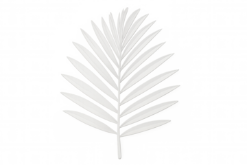 White palm leaf against transparent backdrop, highlighting tropical minimalism with clean, serene botanical elegance