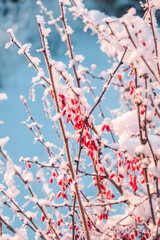 bright red barberry berries contrast against backdrop snow-covered branches. winter sun illuminates scene, highlighting beauty nature in frozen landscape. vertical. close up.