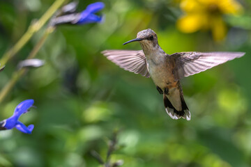 Female ruby-throated hummingbird in flight next to bright blue flowers.