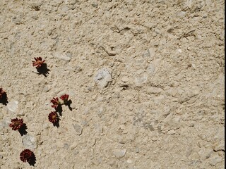 Aerial view of small red plants growing sparsely across a sandy beige textured desert ground, minimalistic nature scene with empty space emphasizing isolation and resilience of vegetation in arid cond