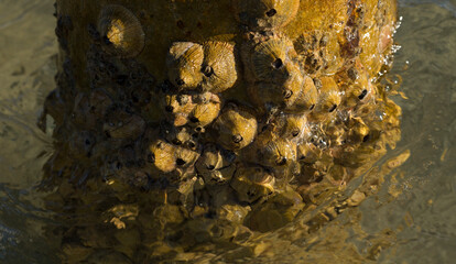 Tetraclita squamosa - Thatched barnacle. Balanus (Balanomorpha) is a genus of barnacles in the...