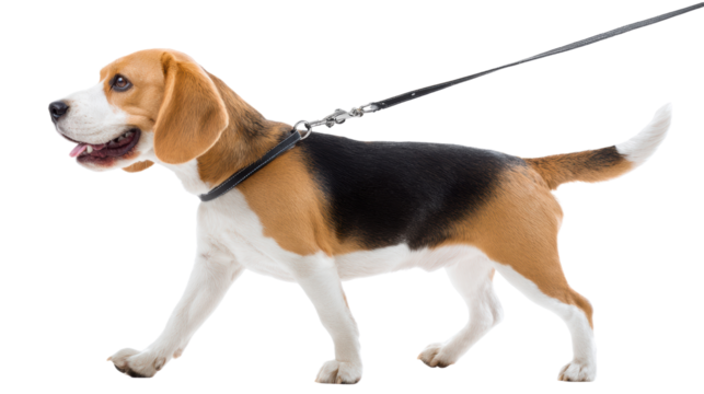 Beagle dog walking on leash, isolated on white background.