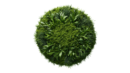 Green foliage sphere, lush plant arrangement, white isolate background.