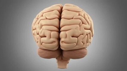 Realistic 3D model of a human brain showcasing intricate details and textures against a neutral background - Powered by Adobe