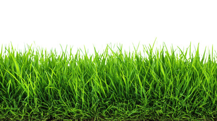 Fototapeta premium Vibrant green grass isolated on a white background, perfect for various design applications.