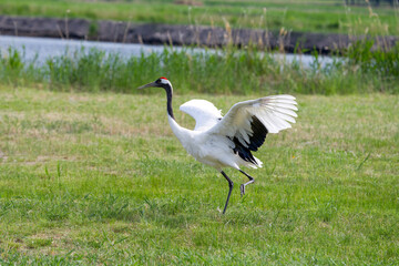 The red-crowned cranes flying in the Momoge National Nature Reserve, Jilin Province, China.