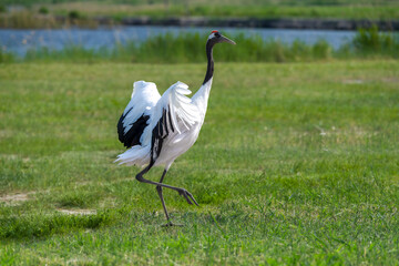 Fototapeta premium The red-crowned cranes flying in the Momoge National Nature Reserve, Jilin Province, China.